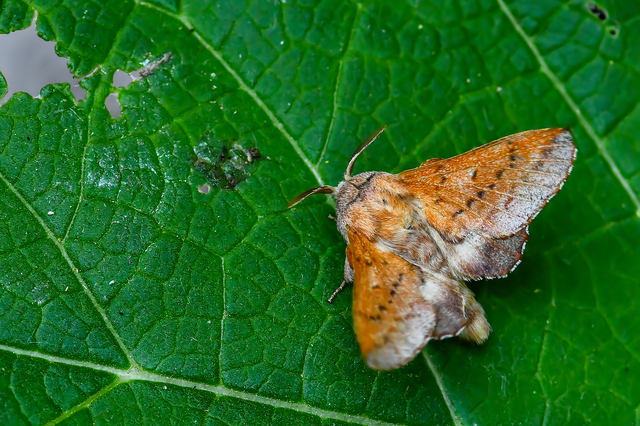 Phyllodesma tremulifolia - nyárlevélpohók