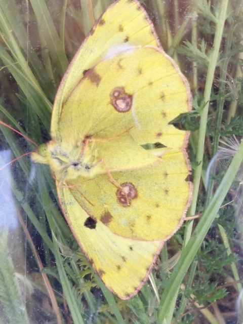 Colias hyale - kéneslepke