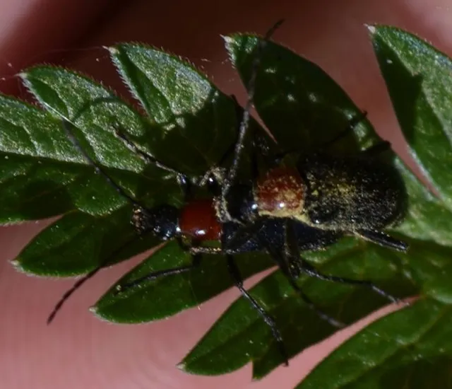 Dinoptera collaris - vörösnyakú virágcincér