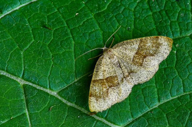 Plagodis pulveraria - szemcsés araszoló