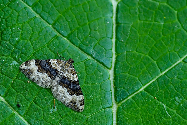 Epirrhoe galiata - sávos galajaraszoló