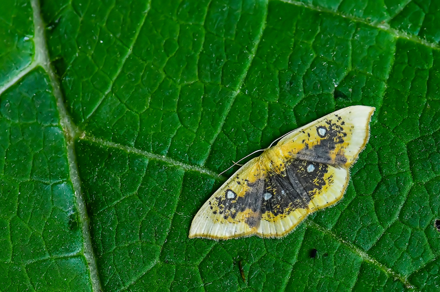Cyclophora albiocellaria - juhar-pettyesaraszoló