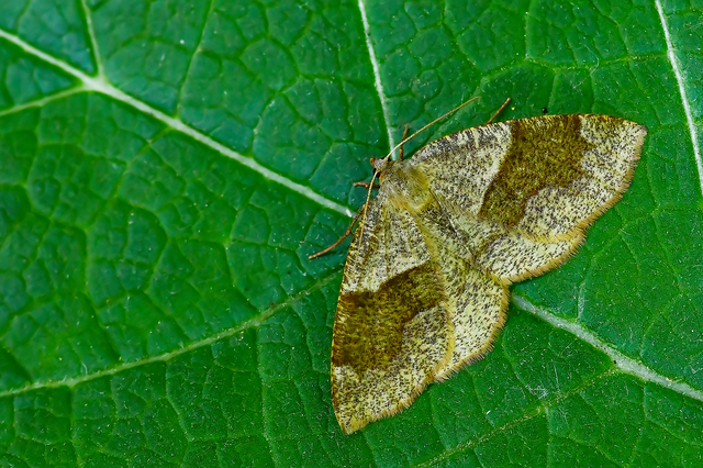 Plagodis pulveraria - szemcsés araszoló