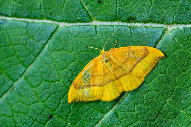 Watsonalla cultraria - bükkfa-sarlósszövő