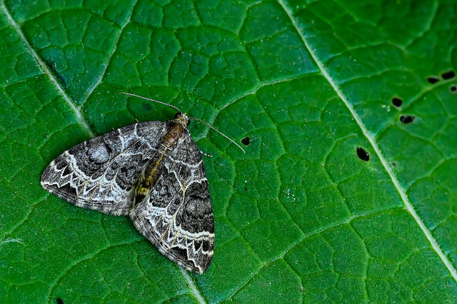 Ecliptopera silaceata - barna tarkaaraszoló