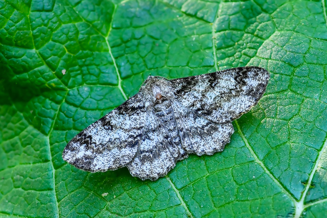 Ascotis selenaria - holdas faaraszoló