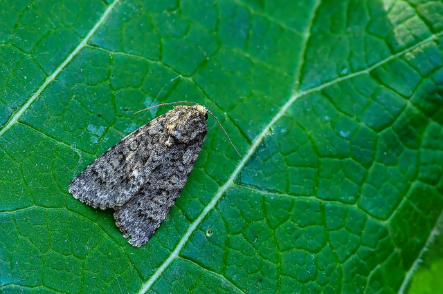Acronicta rumicis - sóska-szigonyosbagoly