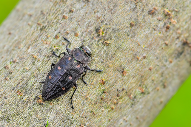 Chrysobothris affinis - aranypettyes díszbogár