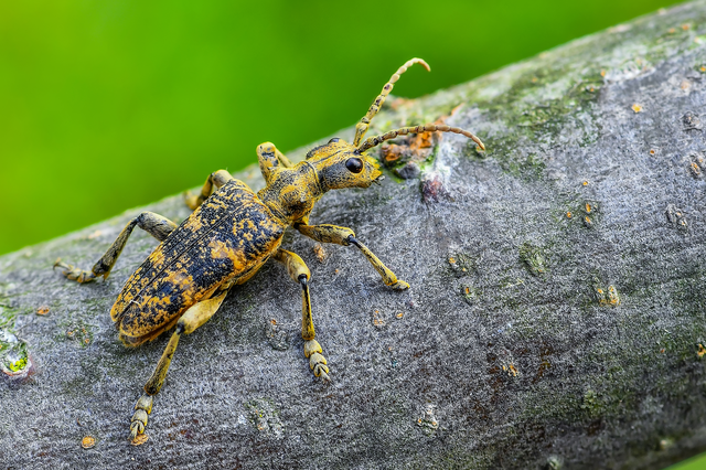 Rhagium sycophanta - tölgyes-tövisescincér