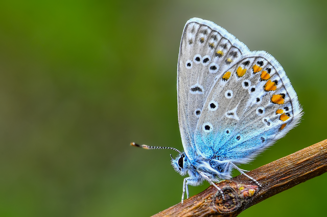 Polyommatus icarus - közönséges boglárka