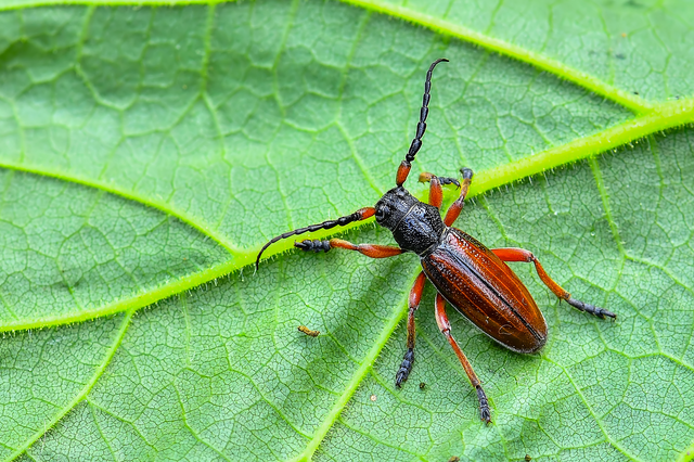Dorcadion fulvum - barna gyalogcincér