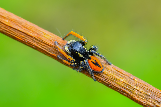 Philaeus chrysops - piros ugrópók