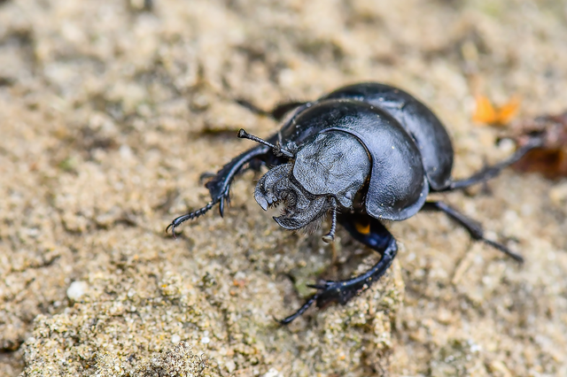 Lethrus apterus - nagyfejű csajkó