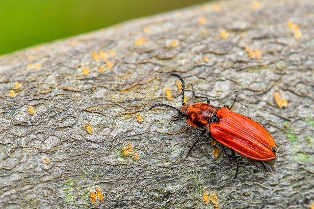 Anostirus purpureus - tűzvörös pattanó