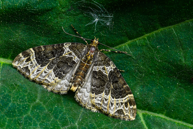 Ecliptopera silaceata - barna tarkaaraszoló