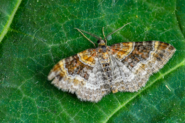 Xanthorhoe spadicearia - sávos tarkaaraszoló
