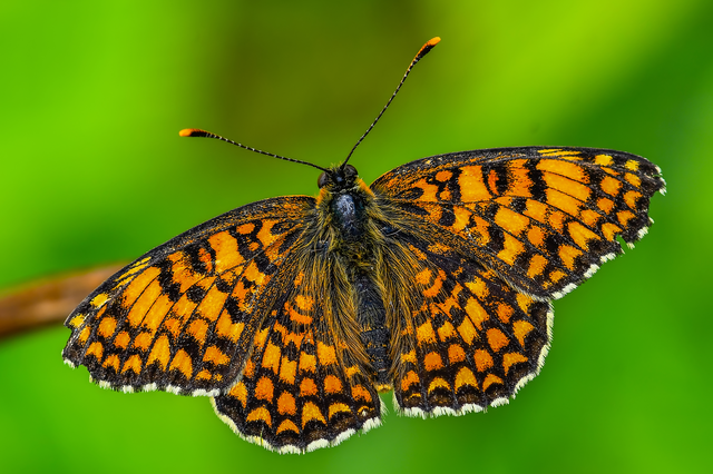 Melitaea phoebe - nagy tarkalepke