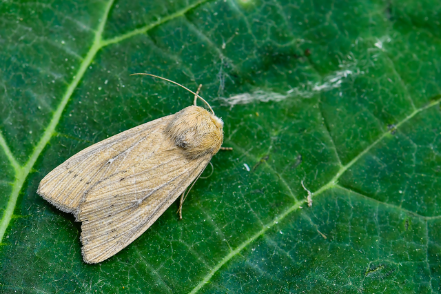 Leucania obsoleta - pontozott rétibagoly
