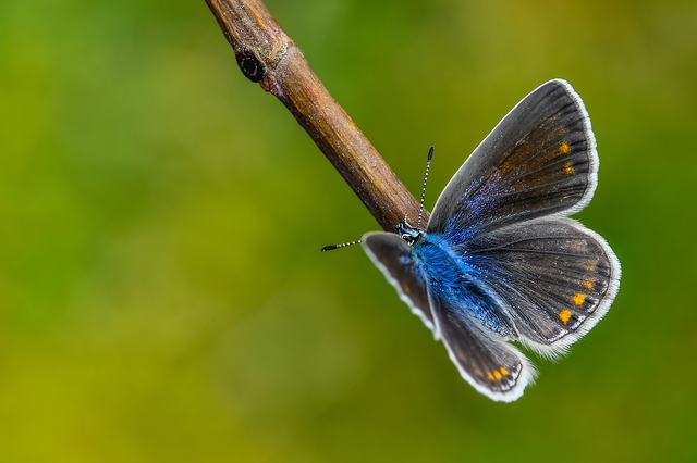 Polyommatus icarus - közönséges boglárka