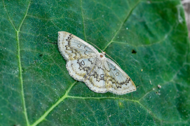 Cyclophora annularia - gyűrűs pettyesaraszoló