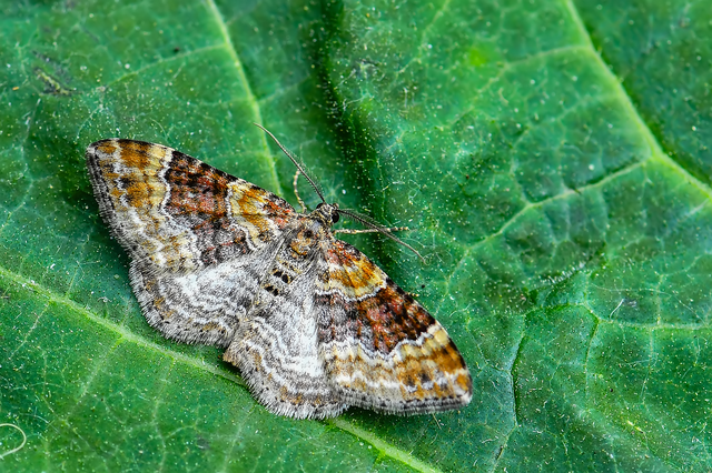 Xanthorhoe spadicearia - sávos tarkaaraszoló