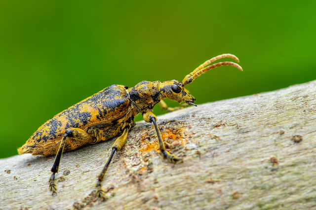 Rhagium sycophanta - tölgyes-tövisescincér
