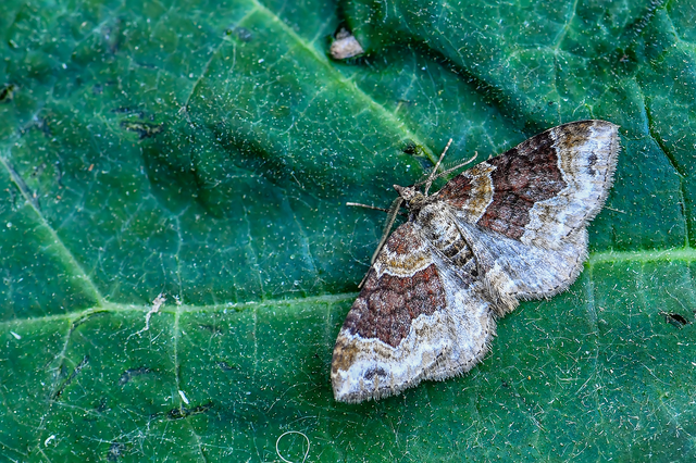 Xanthorhoe spadicearia - sávos tarkaaraszoló