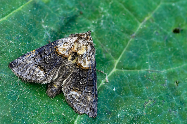 Abrostola