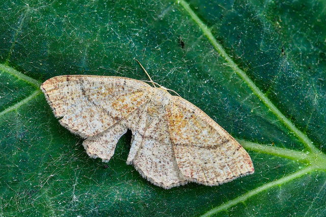Cyclophora ruficiliaria - vörösrojtú pettyesaraszoló