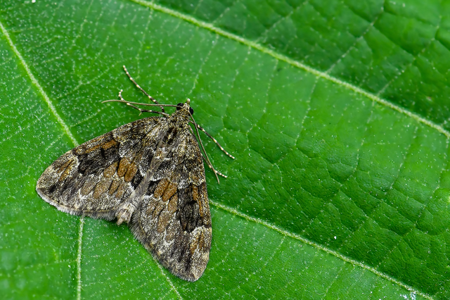 Thera variata/britannica