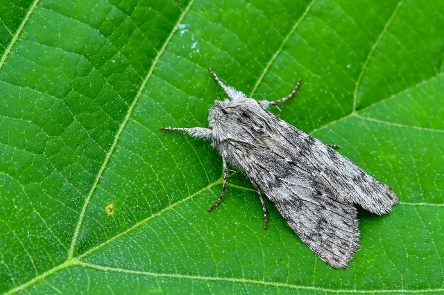 Dicranura ulmi - szilfa-púposszövő