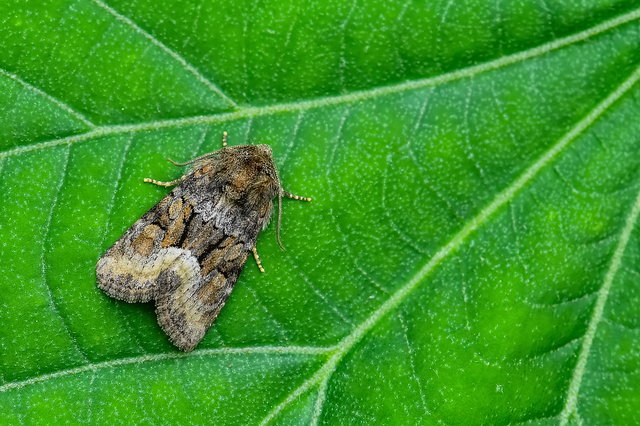 Oligia strigilis/latruncula/versicolor