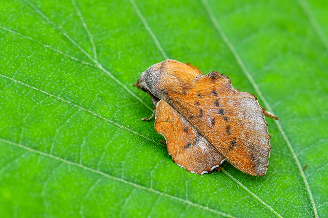 Phyllodesma tremulifolia - nyárlevélpohók