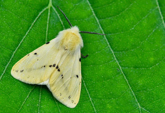 Spilarctia lutea - sárgás medvelepke