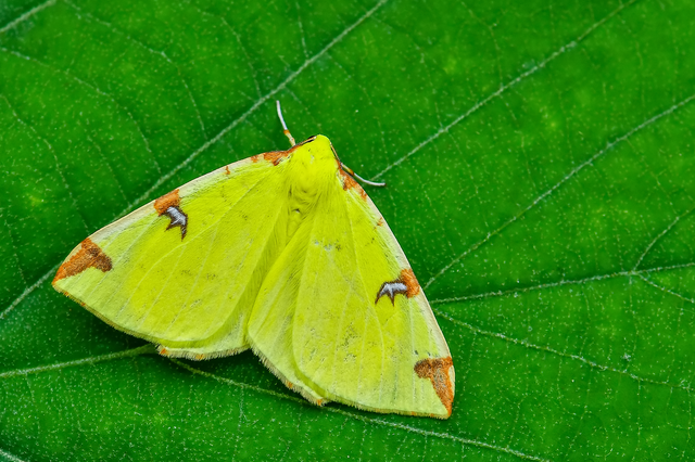 Opisthograptis luteolata - citromsárga araszoló