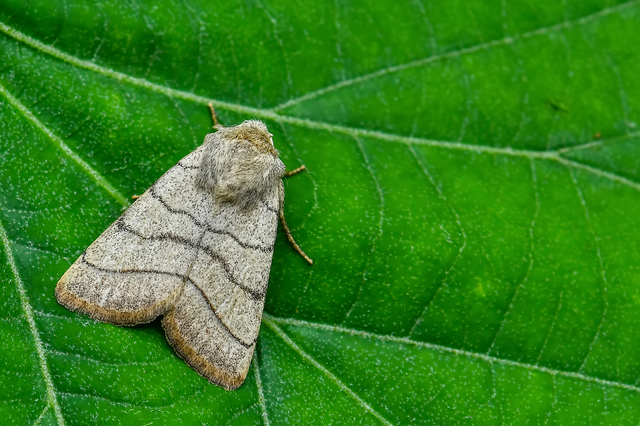 Charanyca trigrammica - háromsávos lombbagoly