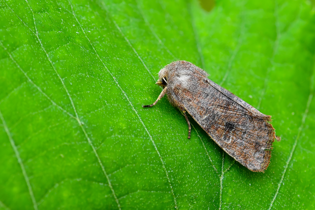 Orthosia incerta - változékony barkabagoly