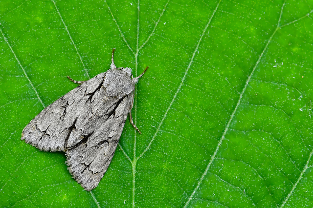 Acronicta cuspis/tridens/psi