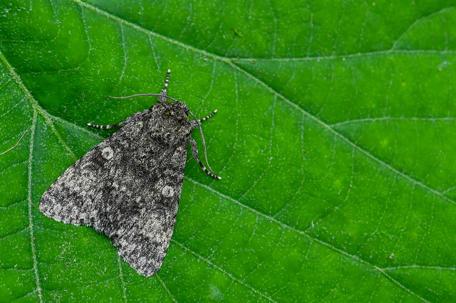Acronicta megacephala - nagyfejű szigonyosbagoly