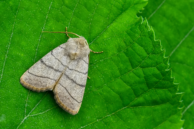 Charanyca trigrammica - háromsávos lombbagoly