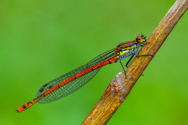 Pyrrhosoma nymphula interposita - vörös légivadász