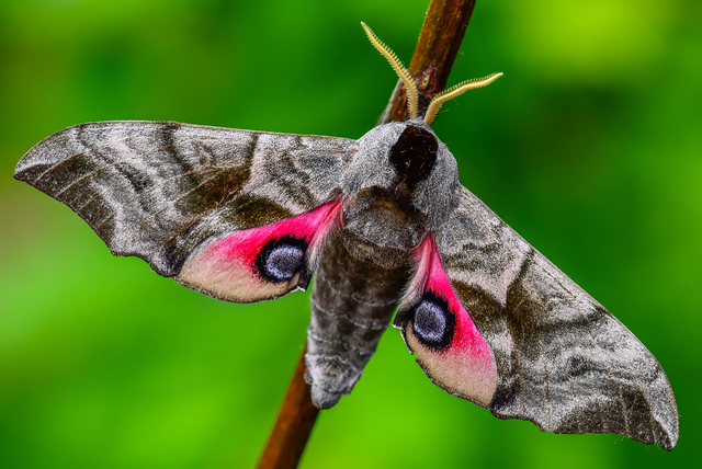 Smerinthus ocellatus - esti pávaszem