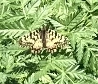 Zerynthia polyxena - farkasalmalepke