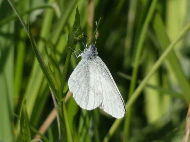 Leptidea sinapis - mustárlepke