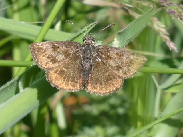 Erynnis tages - cigánylepke