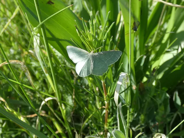 Chlorissa viridata/cloraria