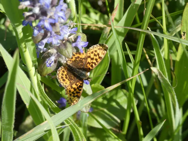 Boloria dia - kis gyöngyházlepke
