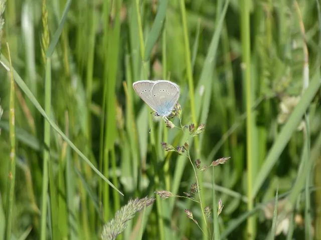 Cyaniris semiargus - aprószemes boglárka