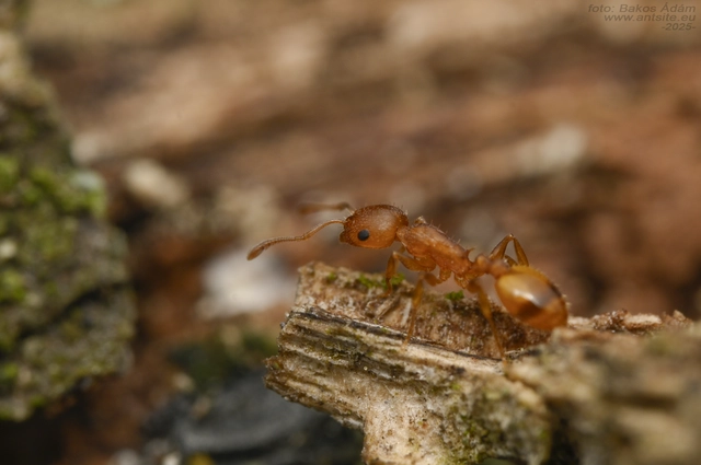 Temnothorax turcicus - sárga kéreghangya