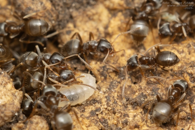 Lasius alienus - kövi feketehangya